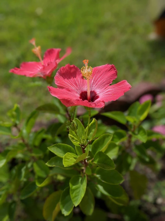 some pretty pink flowers that are on some green leaves