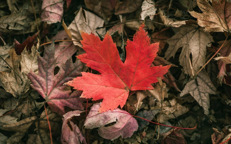 a maple leaf sitting in some autumn leaves