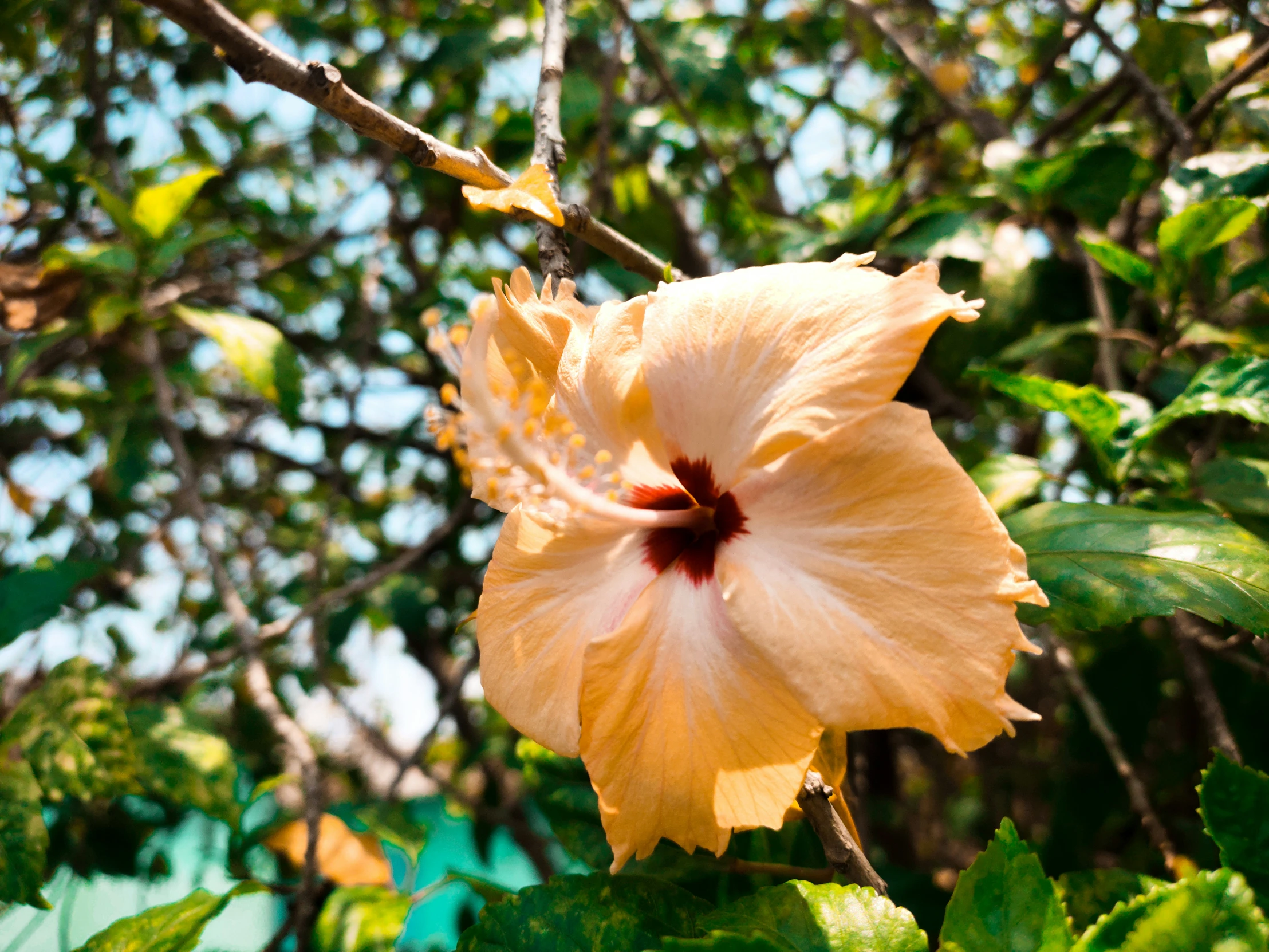 an orange flower with leaves growing in the foreground