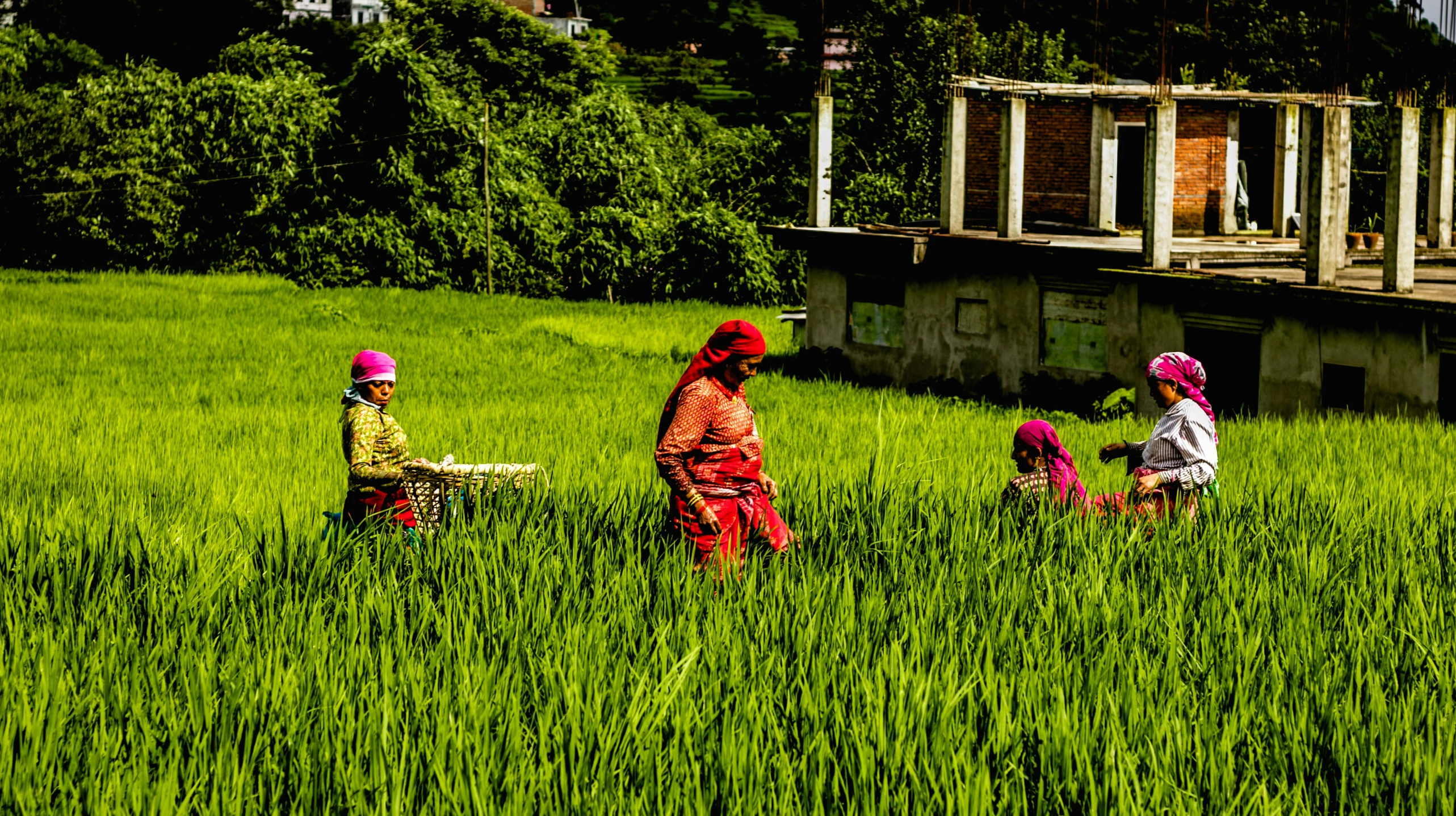 an image of children playing in the grass