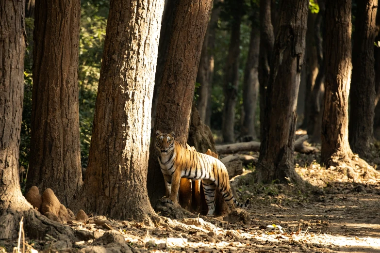 a small tiger walking through a forest of trees