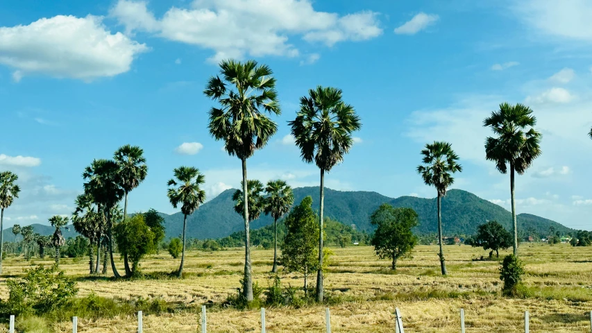 the view from a train is of an empty field with a fence and palm trees