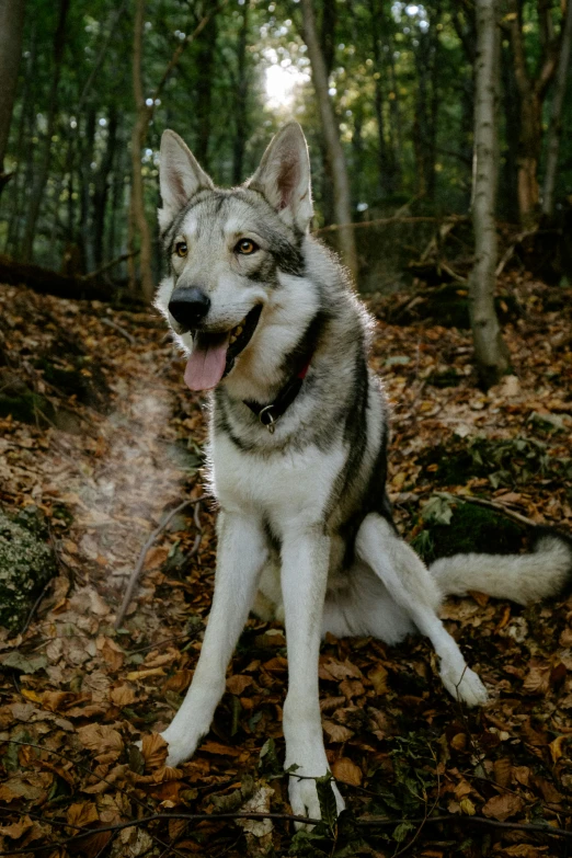 a husky sitting on the ground in a forest