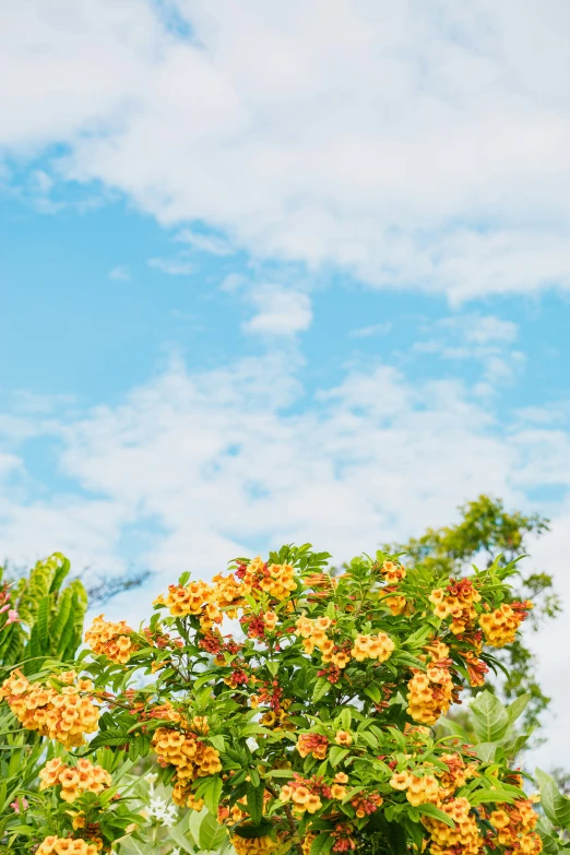 a clock tower in the distance with flowers near by