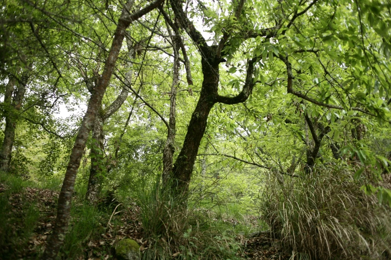 an empty path leads through the woods to a bench