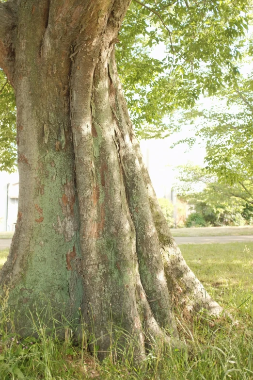 large tree growing in a grass field beside an empty street