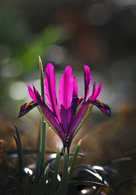 a purple flower blooming in the sun outside