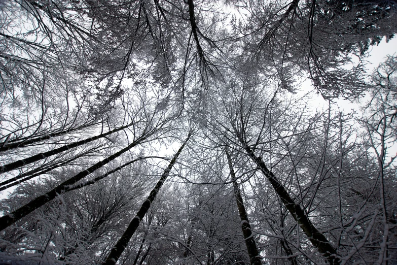 looking up into a forest canopy in winter