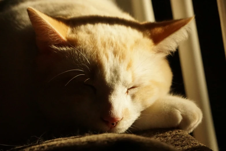 an image of a cat laying down sleeping