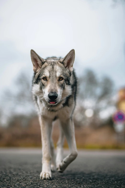 a wolf is walking across the street with his mouth open