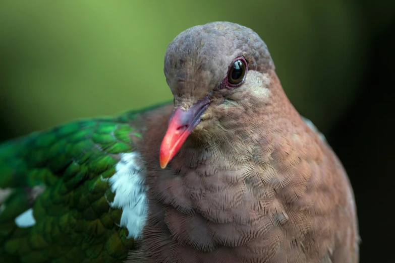 a multi - colored bird with a red beak and an orange beak