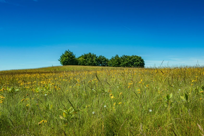 a lush green field filled with lots of yellow flowers