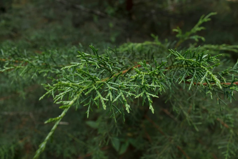 closeup of a nch that is green with no leaves