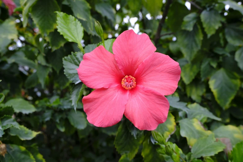 a very bright pink flower is surrounded by green leaves