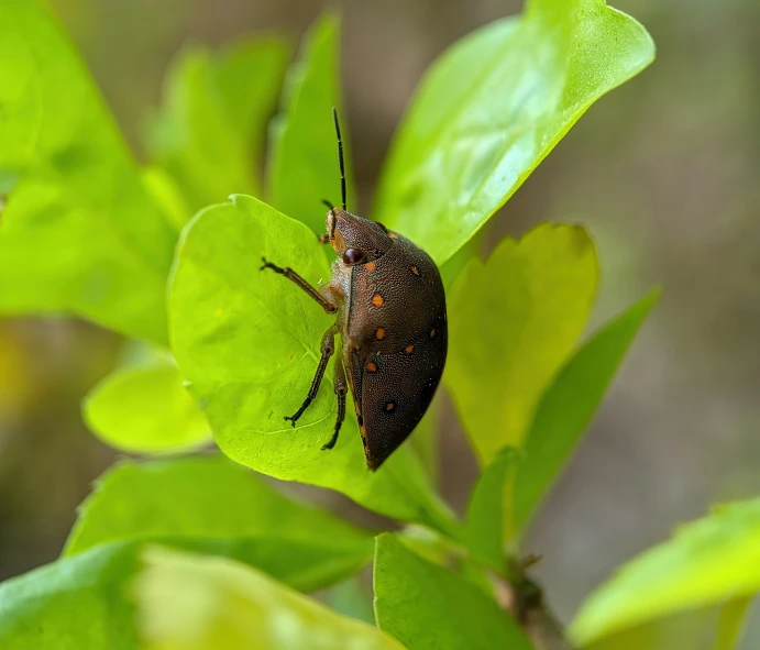 a spider on green leaves on a nch