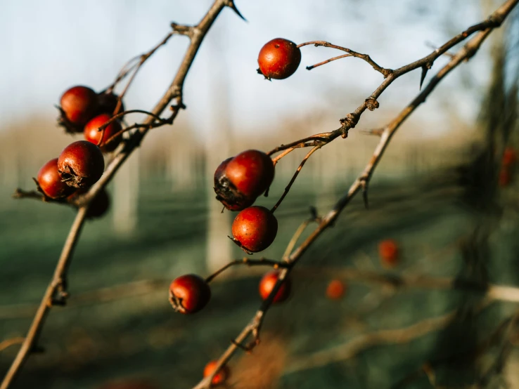 some red berries on a nch in the day