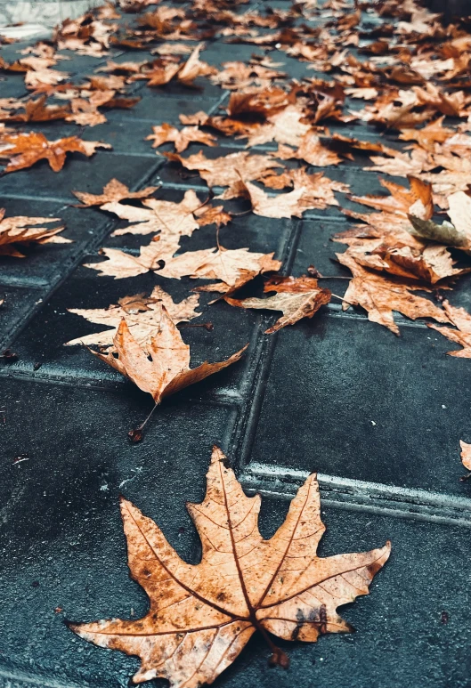leaves on the ground next to the stairs