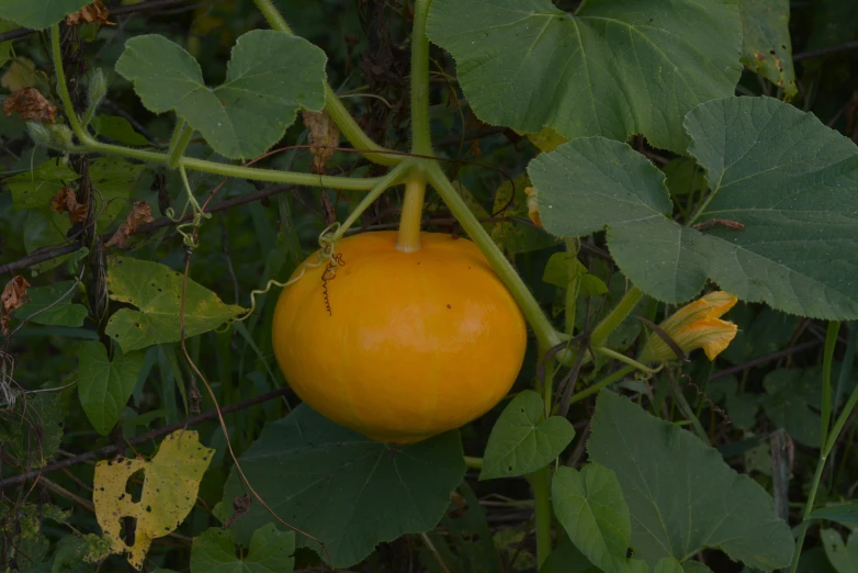 an orange on a vine in the wild