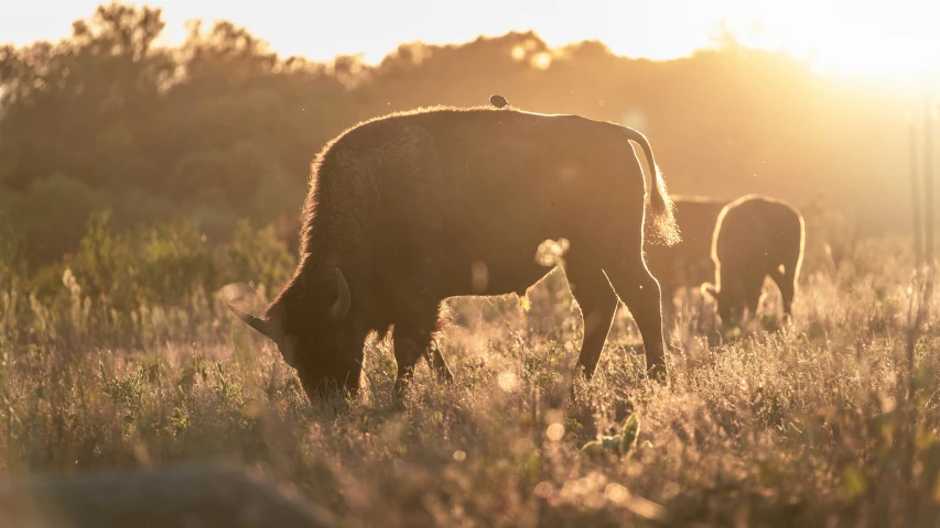 a couple of cows that are standing in a field