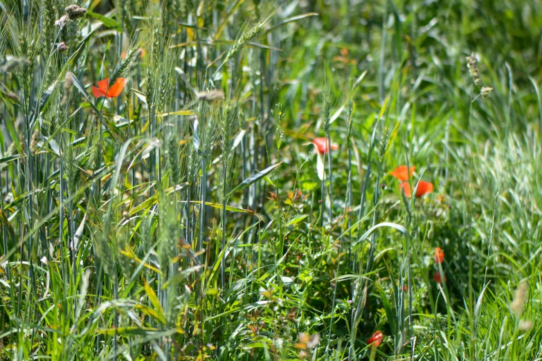 an overgrown, grassy area with red flowers on it