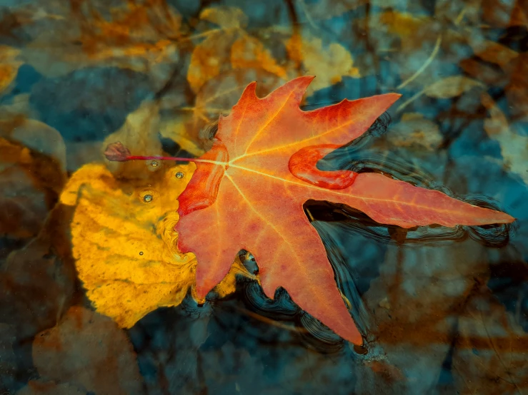 a single colorful leaf floating in the water