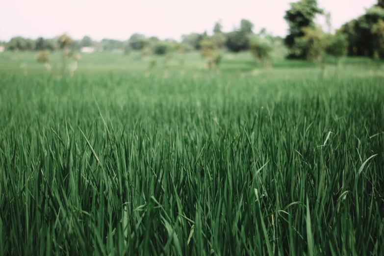 a large field of grass with no leaves on it