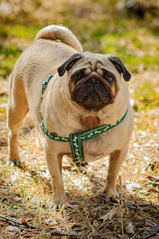 a small pug is wearing a green collar and leash