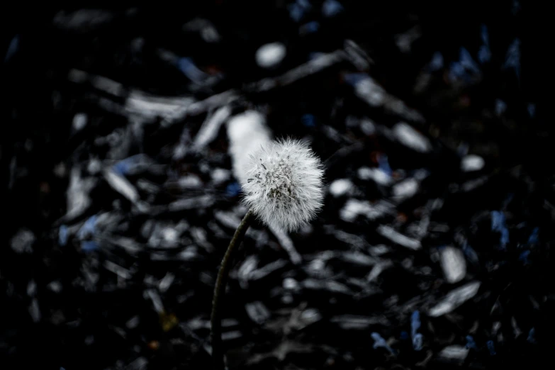 a single dandelion is being blown by the wind
