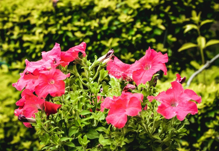 a bush full of pretty flowers in front of the bush