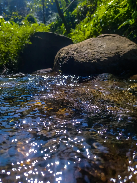 clear water flowing into a forest with rocks