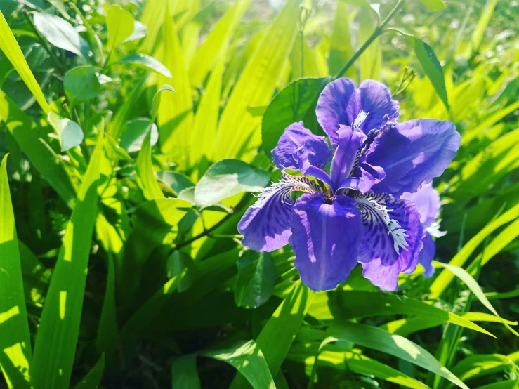 purple flower with blue center growing in grass