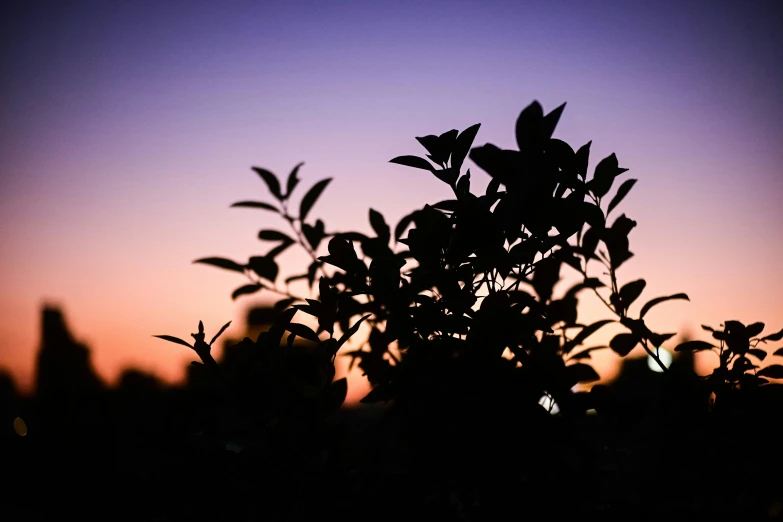 there is a tree in the shadow at sunset