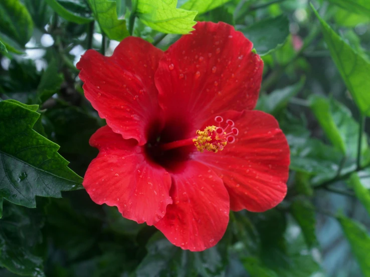 a red flower with green leaves surrounding it