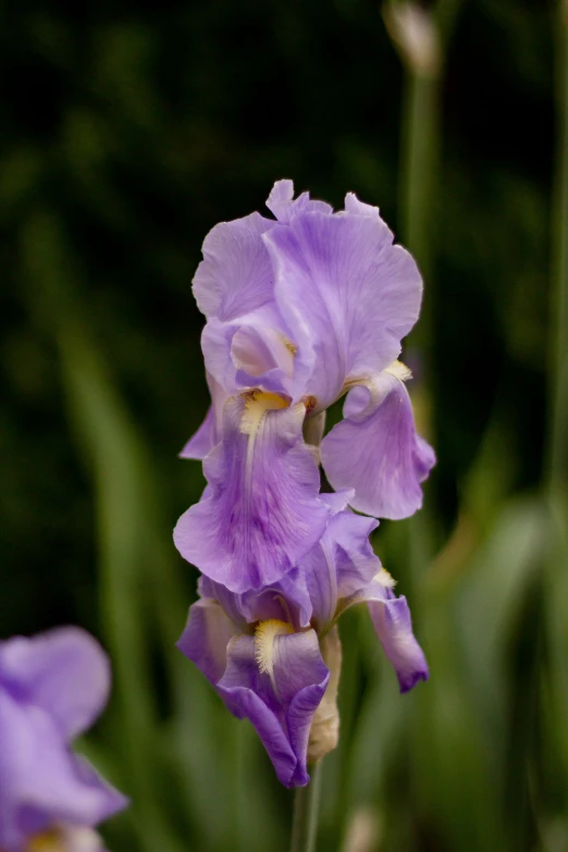 some pretty purple flowers growing in a field