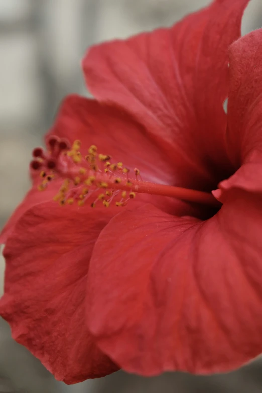 a red flower with a very pretty center