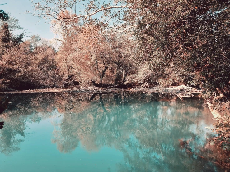 a body of water next to trees in a park