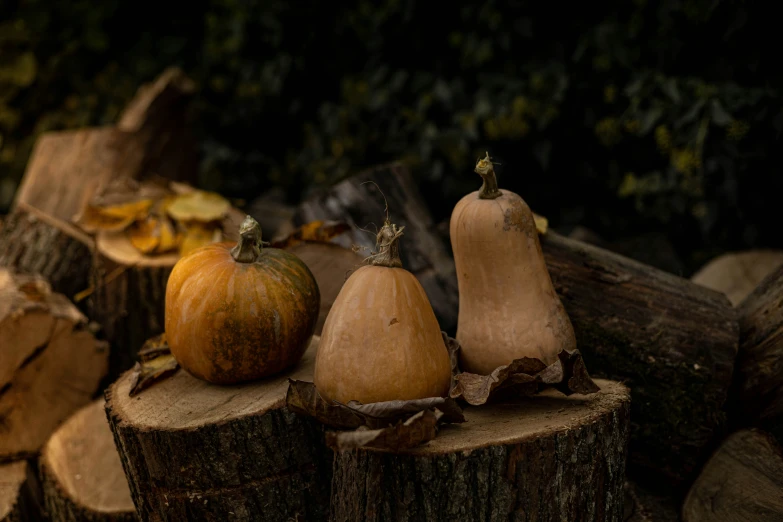 three large, round pumpkins sit on top of a tree