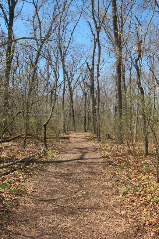there is a small trail that is in the middle of the woods