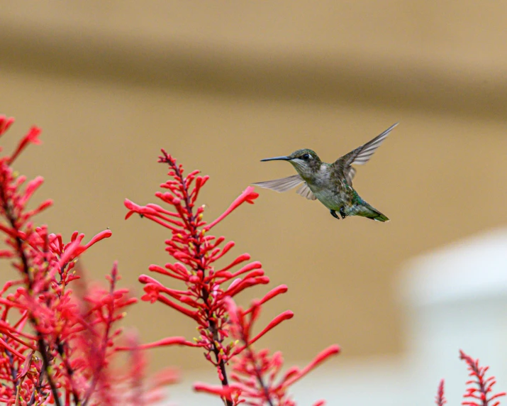 a small bird hovers near a flower bush