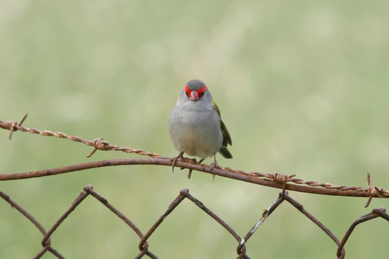 a small bird perched on top of a wire fence