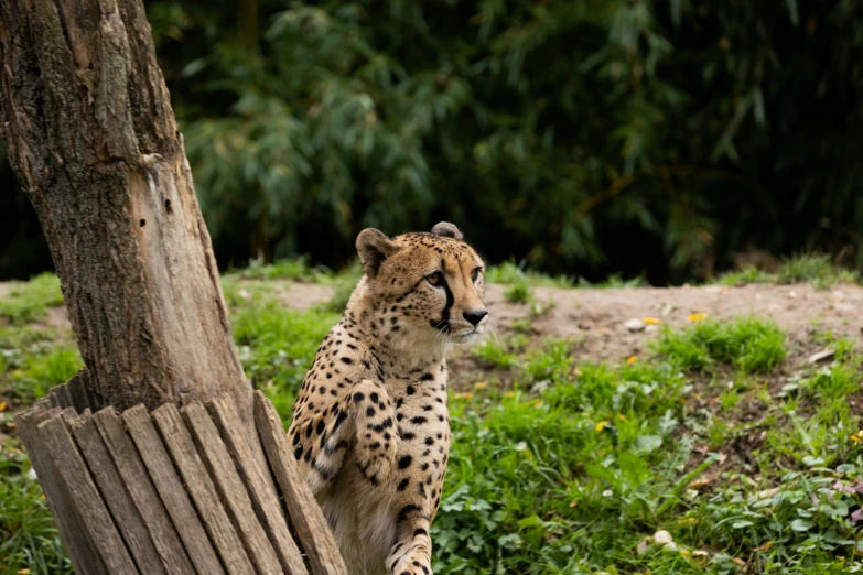 a cheetah is standing on a stump beside a tree