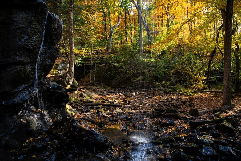 a creek and an area with many trees with yellow leaves