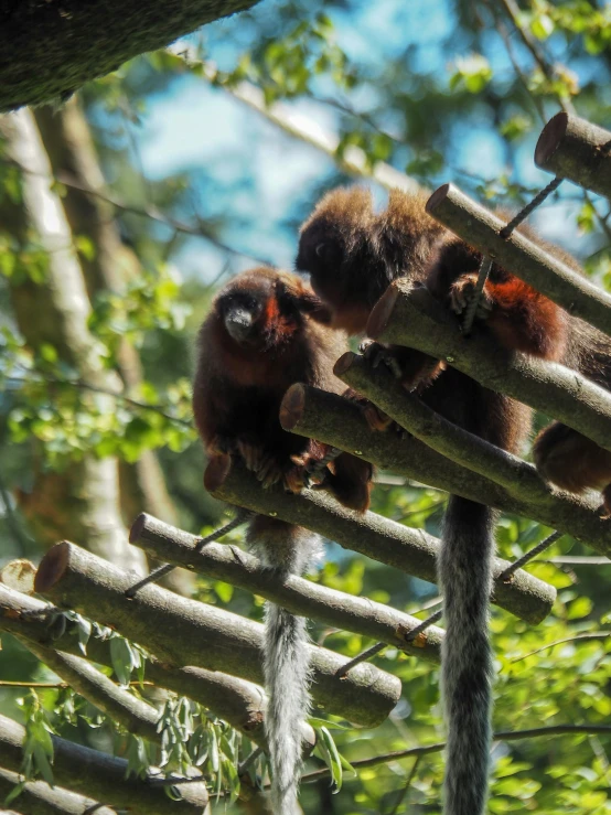 a group of monkeys hanging from a high tree nch