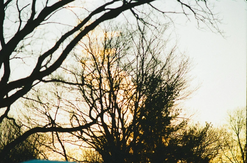 a blue object near trees with sky in background