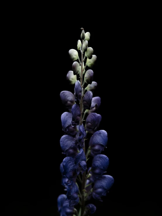 a blue flower against a black background with no frumping effect