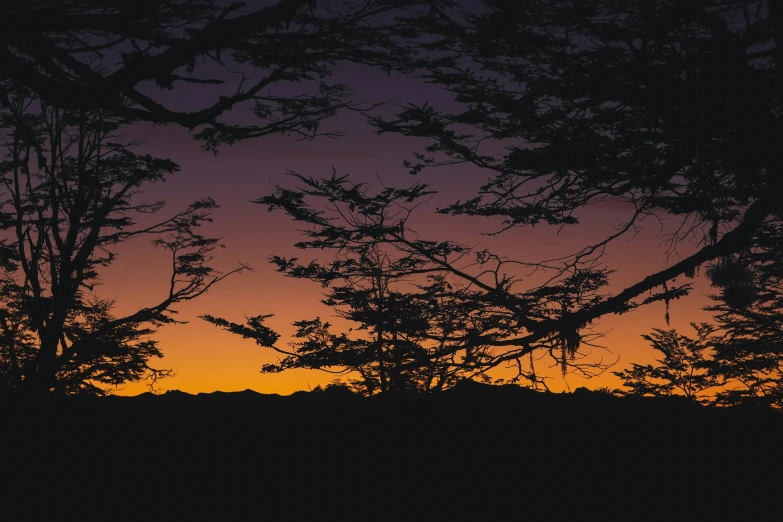 silhouettes of some trees and a sunset