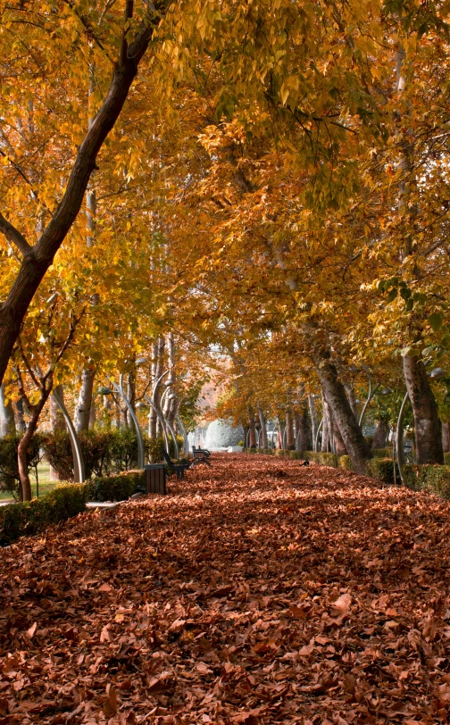 many leaves laying on the ground by some trees