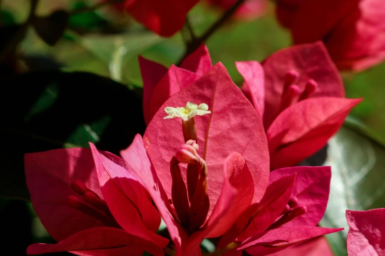 the bright red flowers of the azalea plant