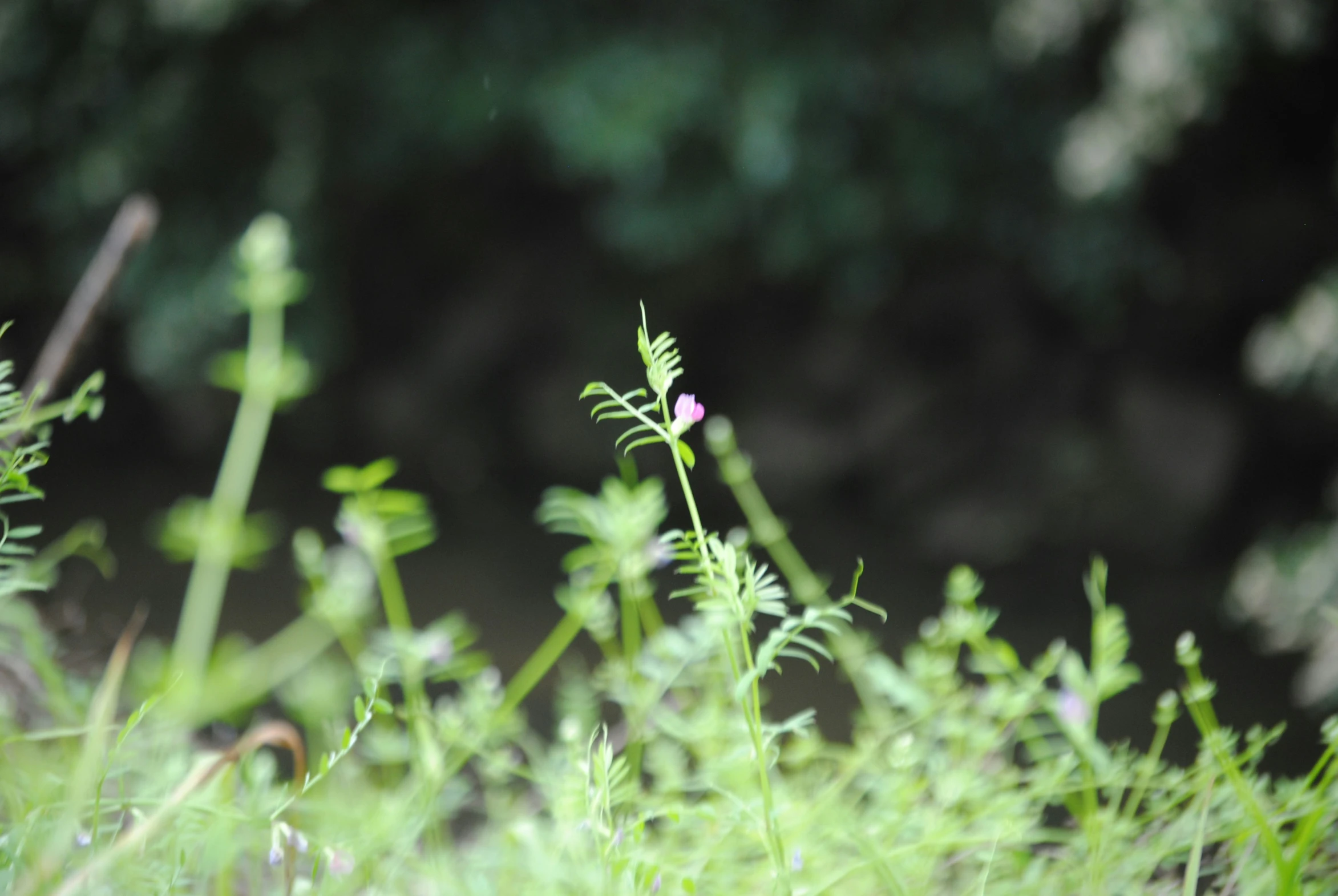 pink flowers growing on top of a green field