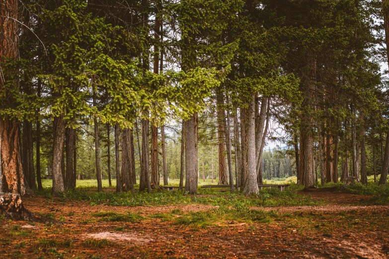 trees in the middle of a field in the woods